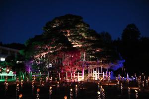 ほづみ松の祭典のライトアップされた松の写真