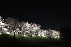 早乙女桜並木の写真1
