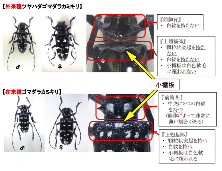 ツヤハダゴマダラカミキリの写真