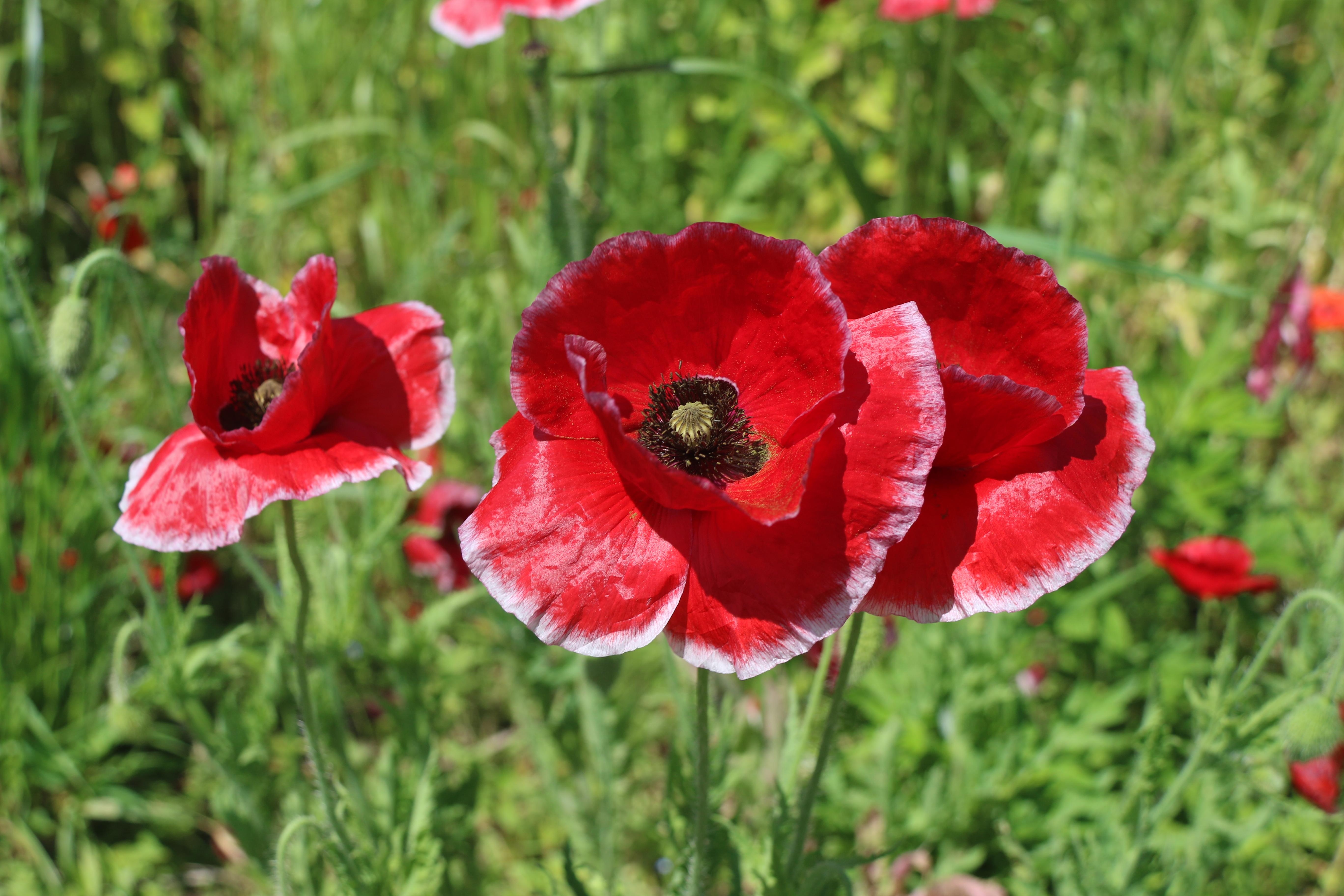 ポピーの花の写真 ポピーの花の写真
