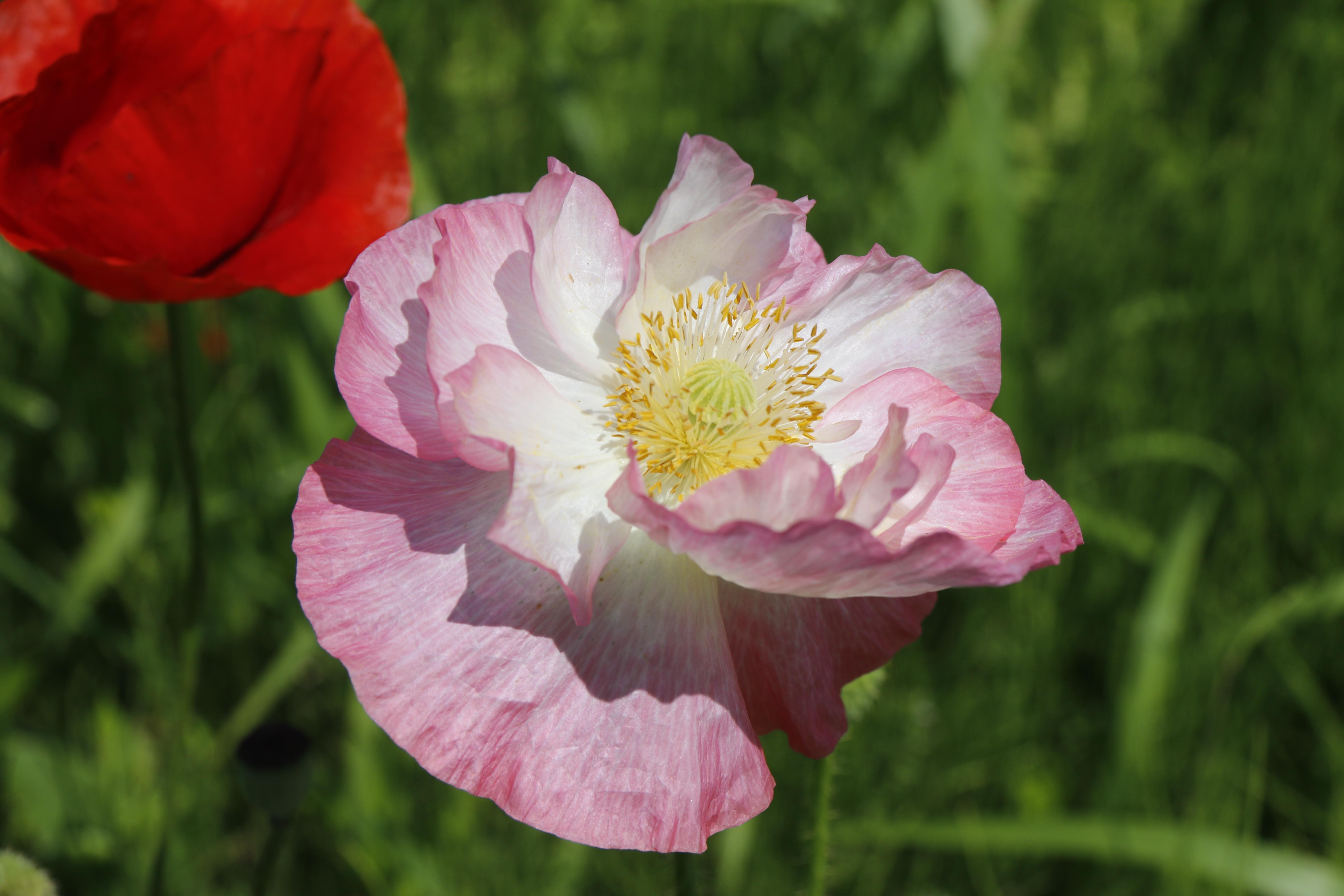 ポピーの花の写真2 ポピーの花の写真2