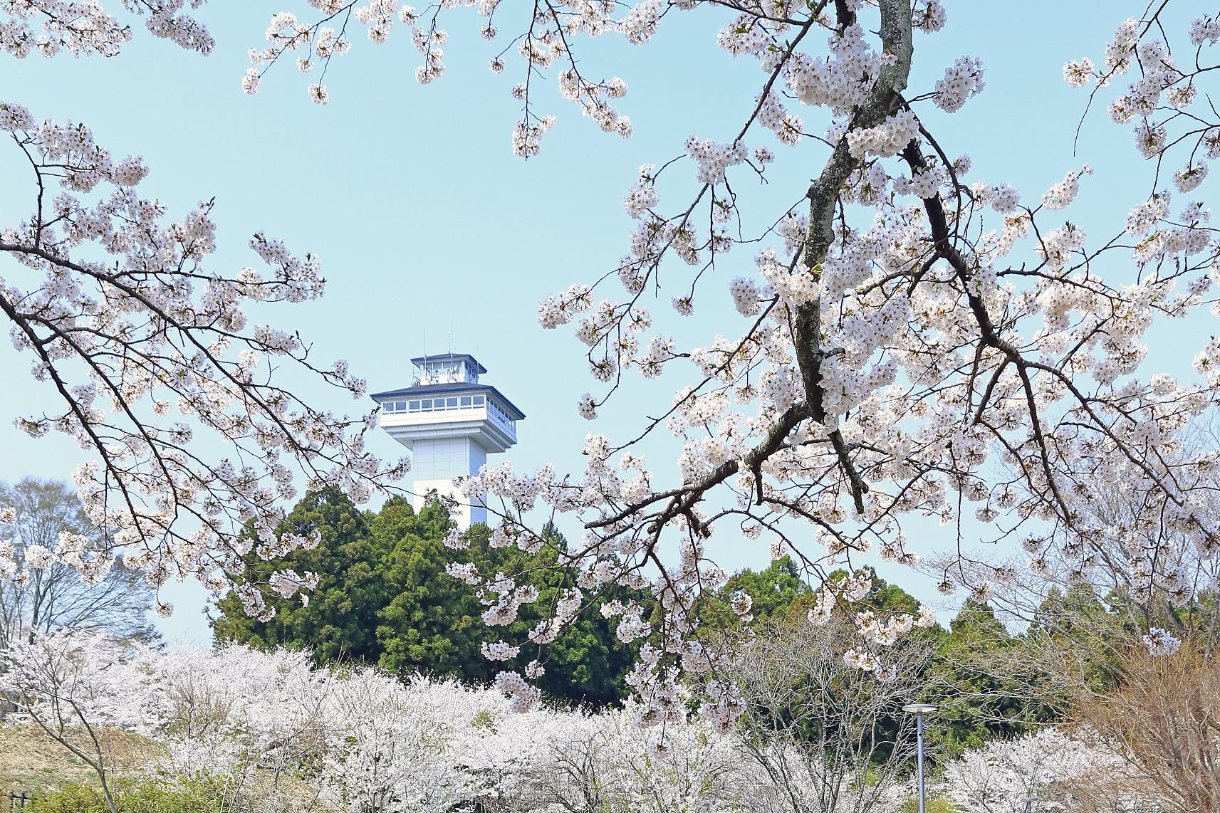 桜01 桜01