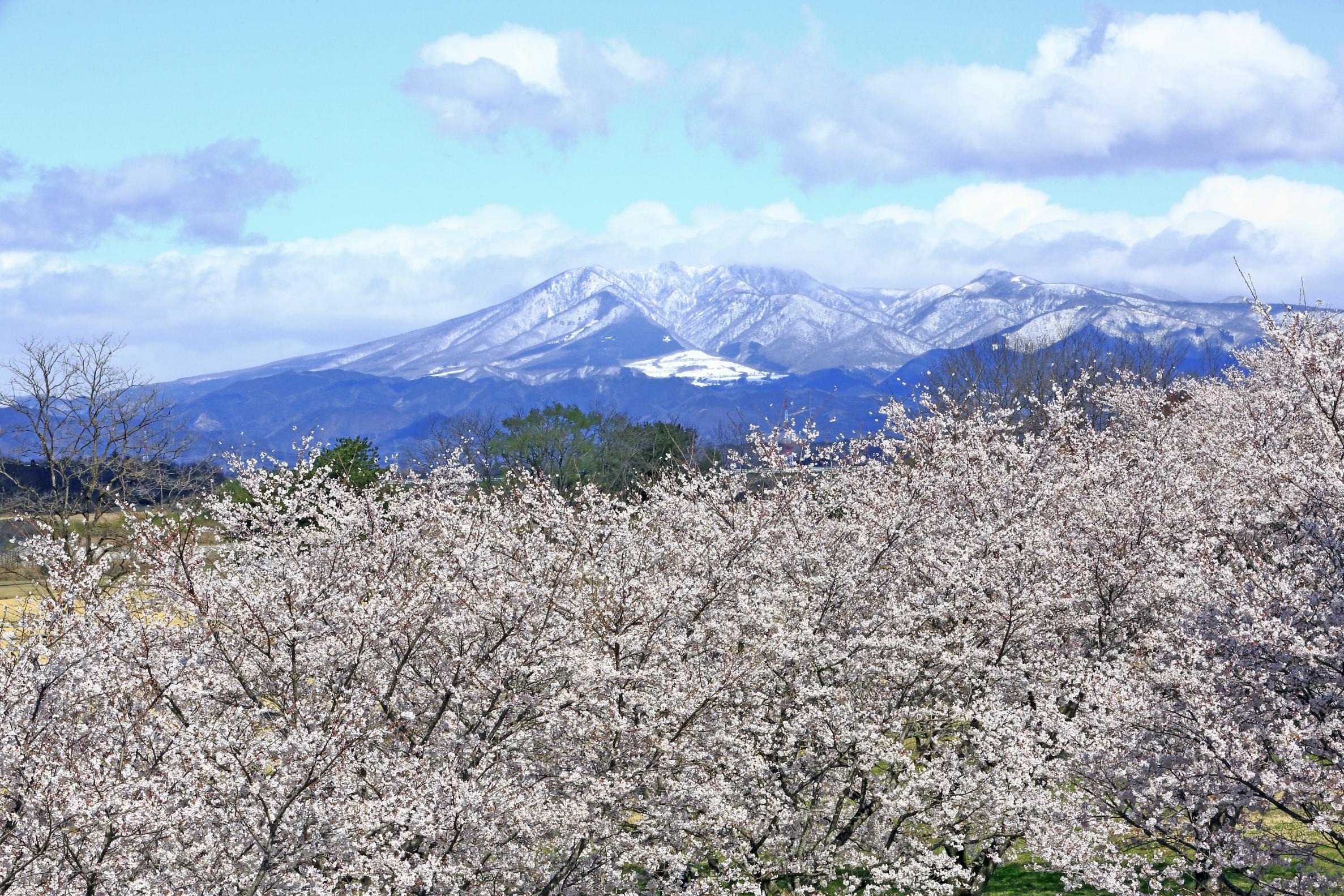 お丸山公園のソメイヨシノ