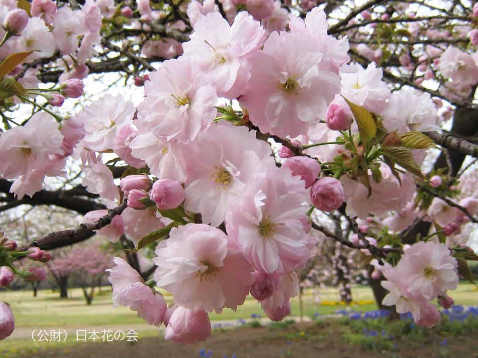 一葉 一葉