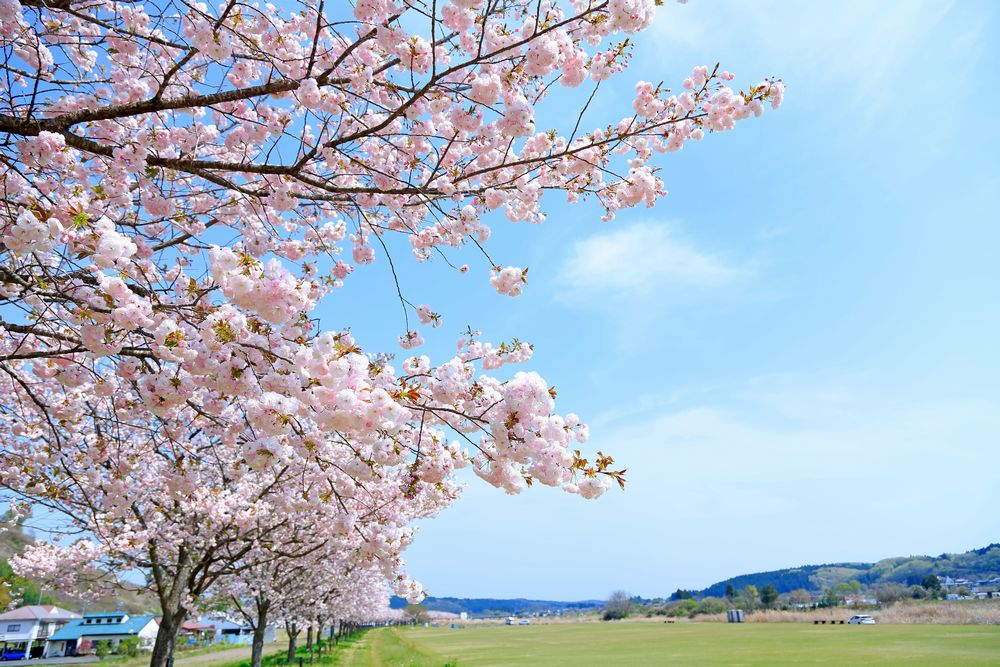 荒川桜づつみの一葉 荒川桜づつみの一葉