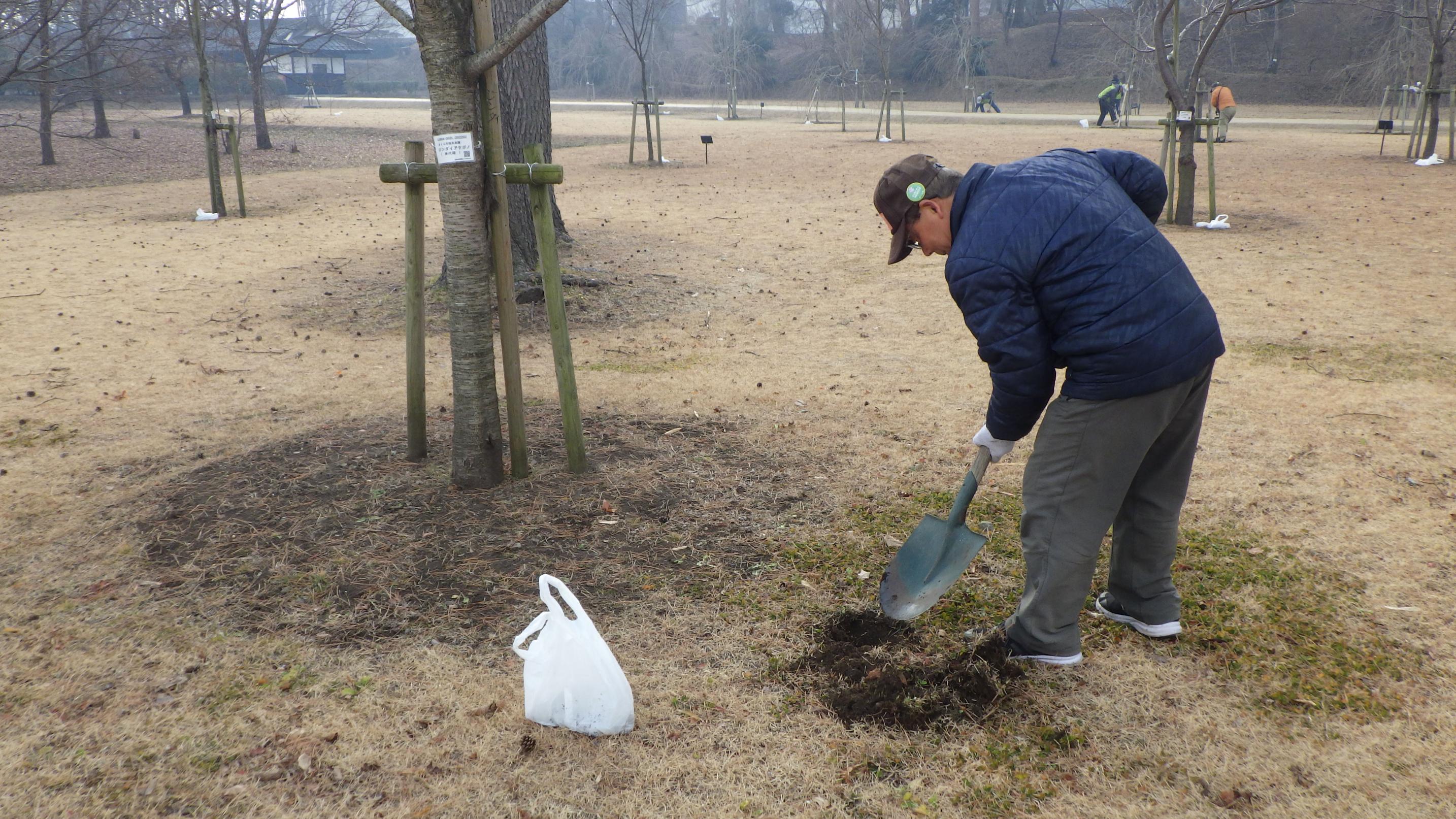 桜の施肥作業中