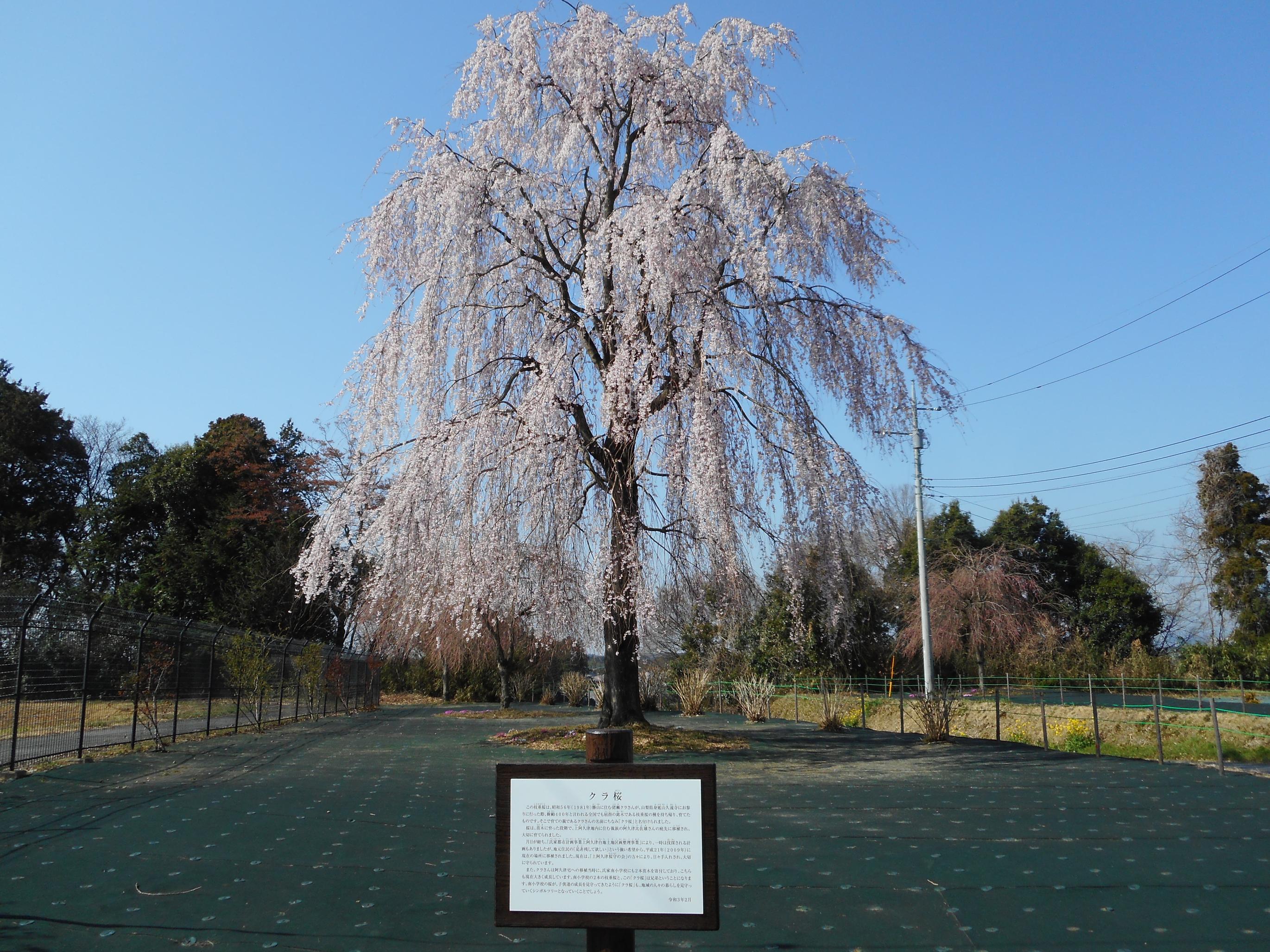 クラ桜