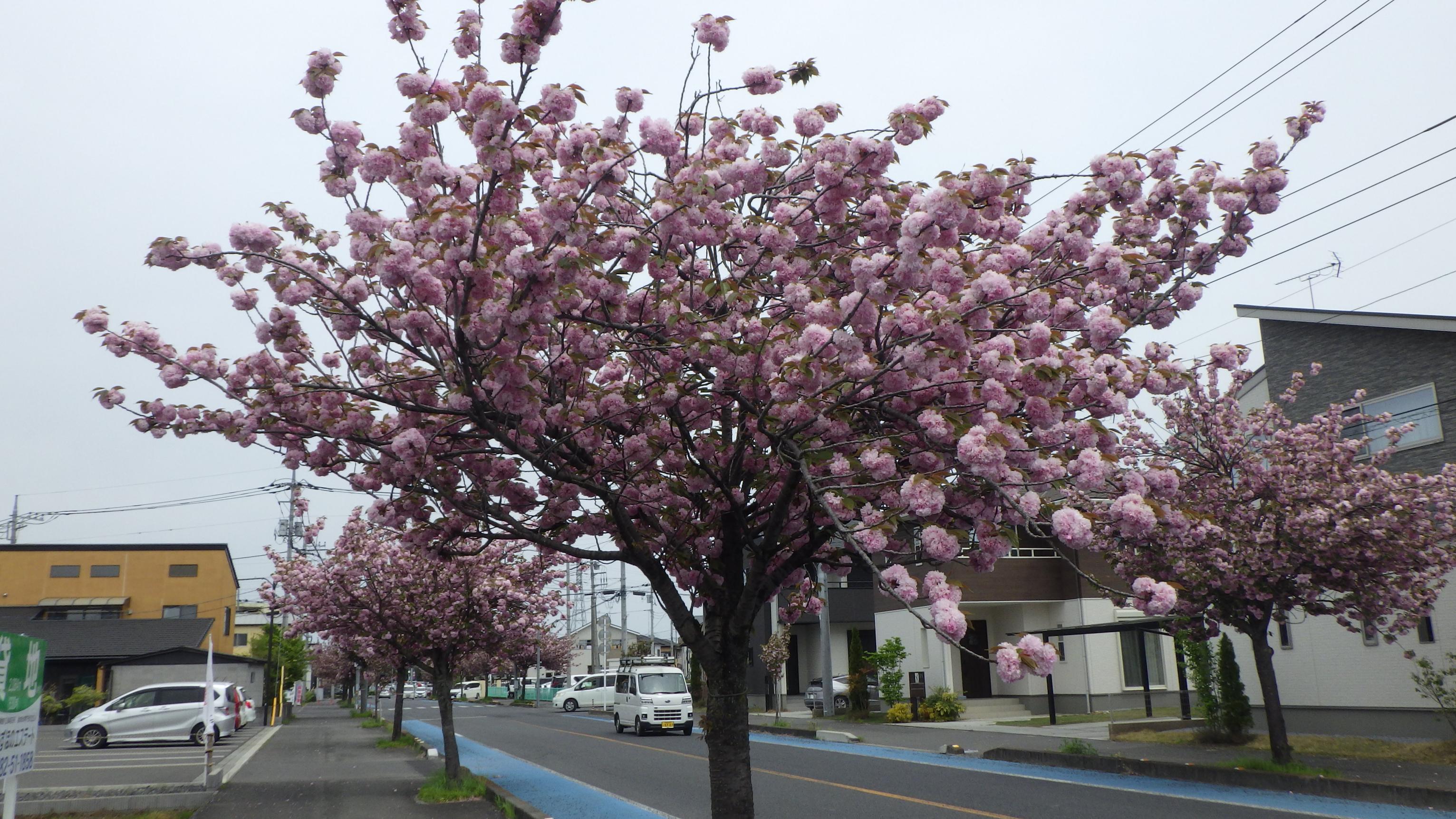 東大通りの桜1
