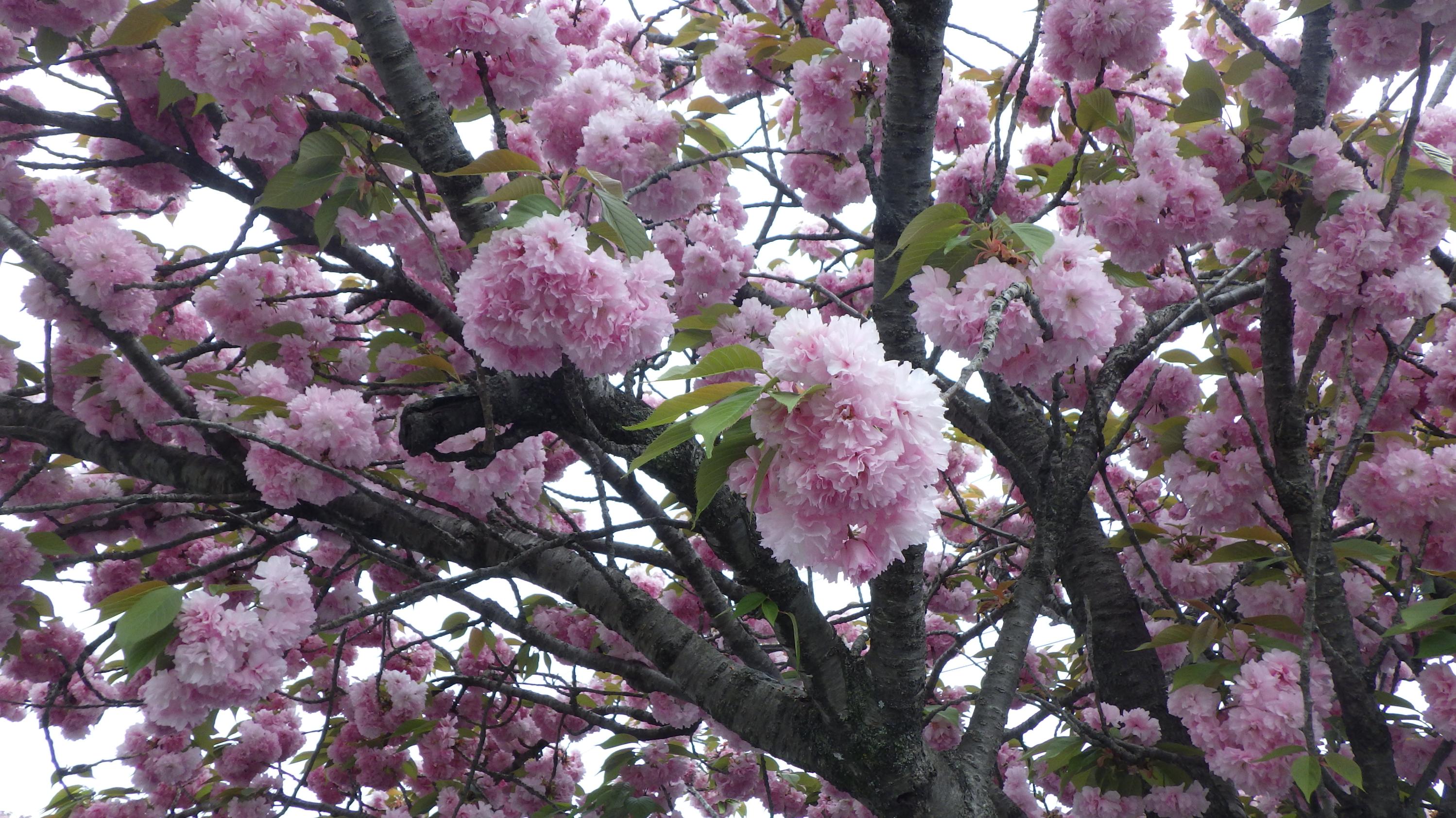 東大通りの桜2