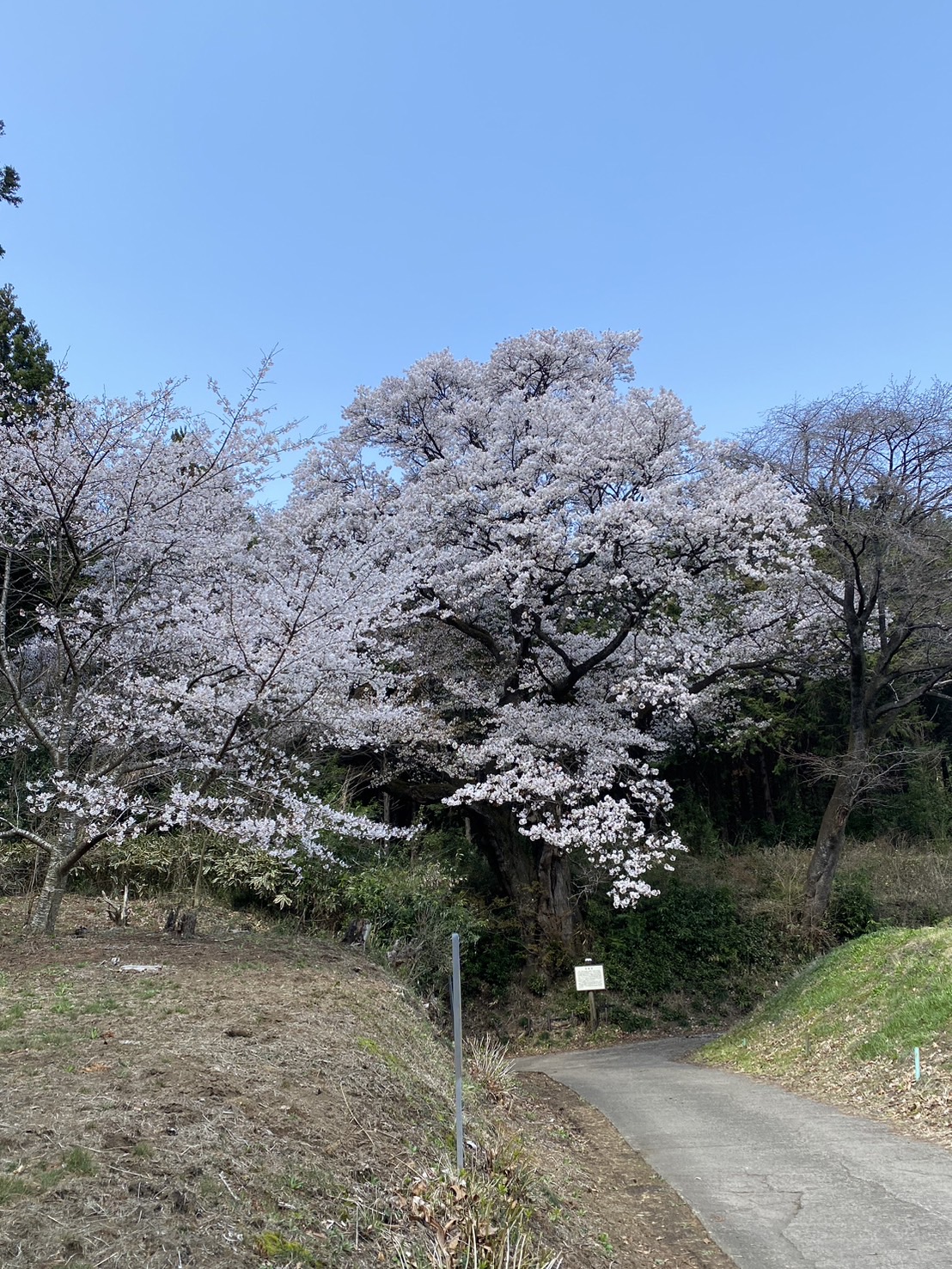 将軍桜