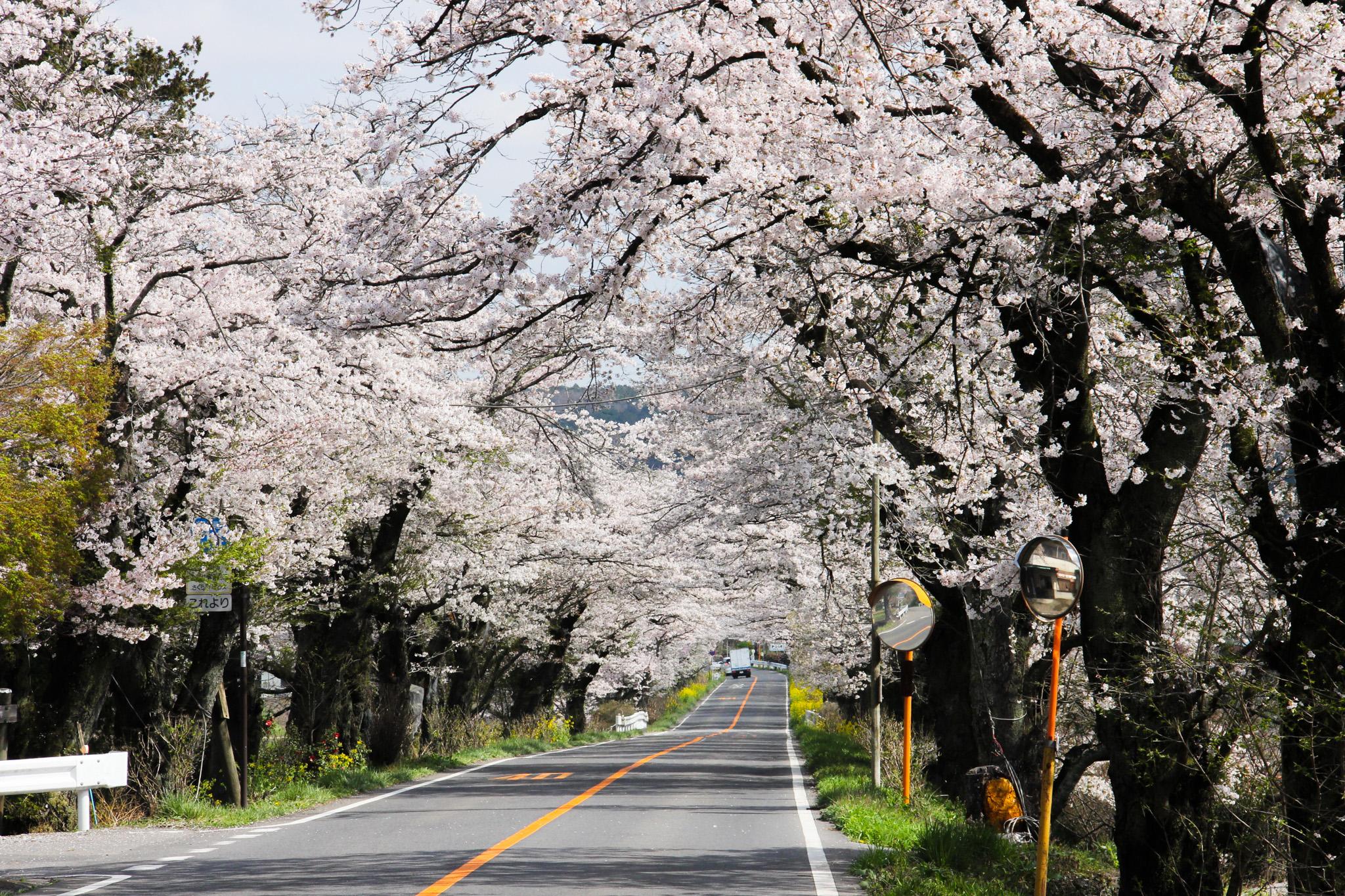 伐採前の早乙女桜並木 伐採前の早乙女桜並木