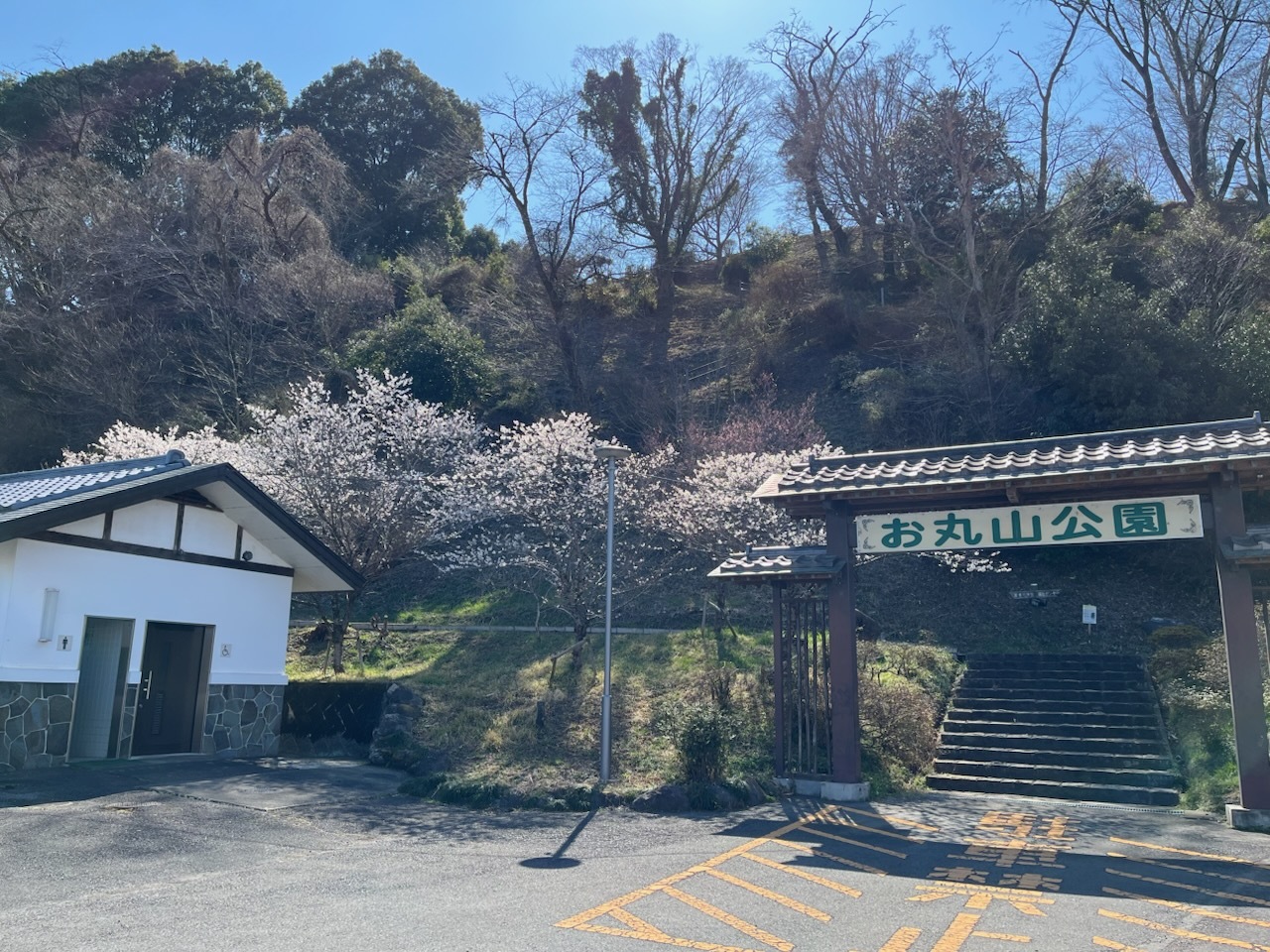 喜連川支所お丸山公園園路入口周辺の桜