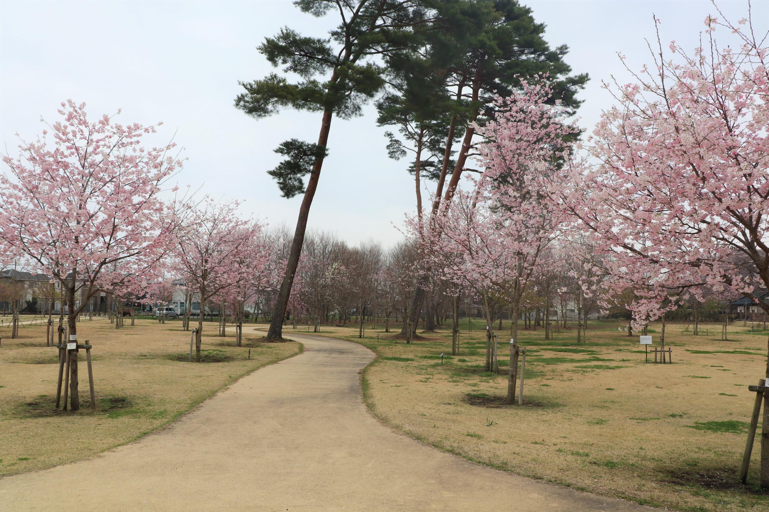 勝山公園写真