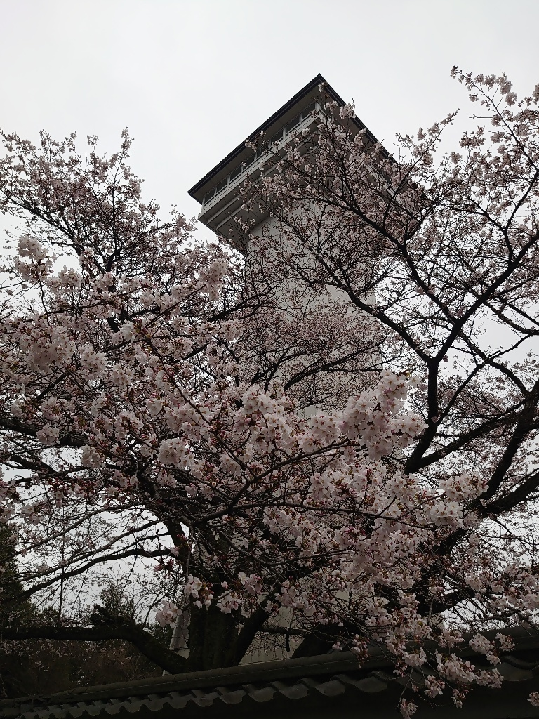 桜(お丸山公園) 桜(お丸山公園)