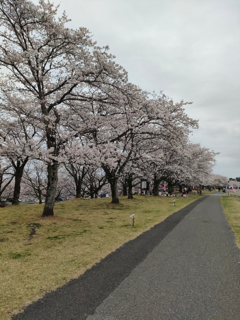 桜(氏家ゆうゆうパーク) 桜(氏家ゆうゆうパーク)