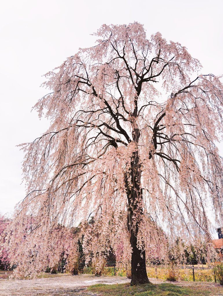 クラ桜 クラ桜