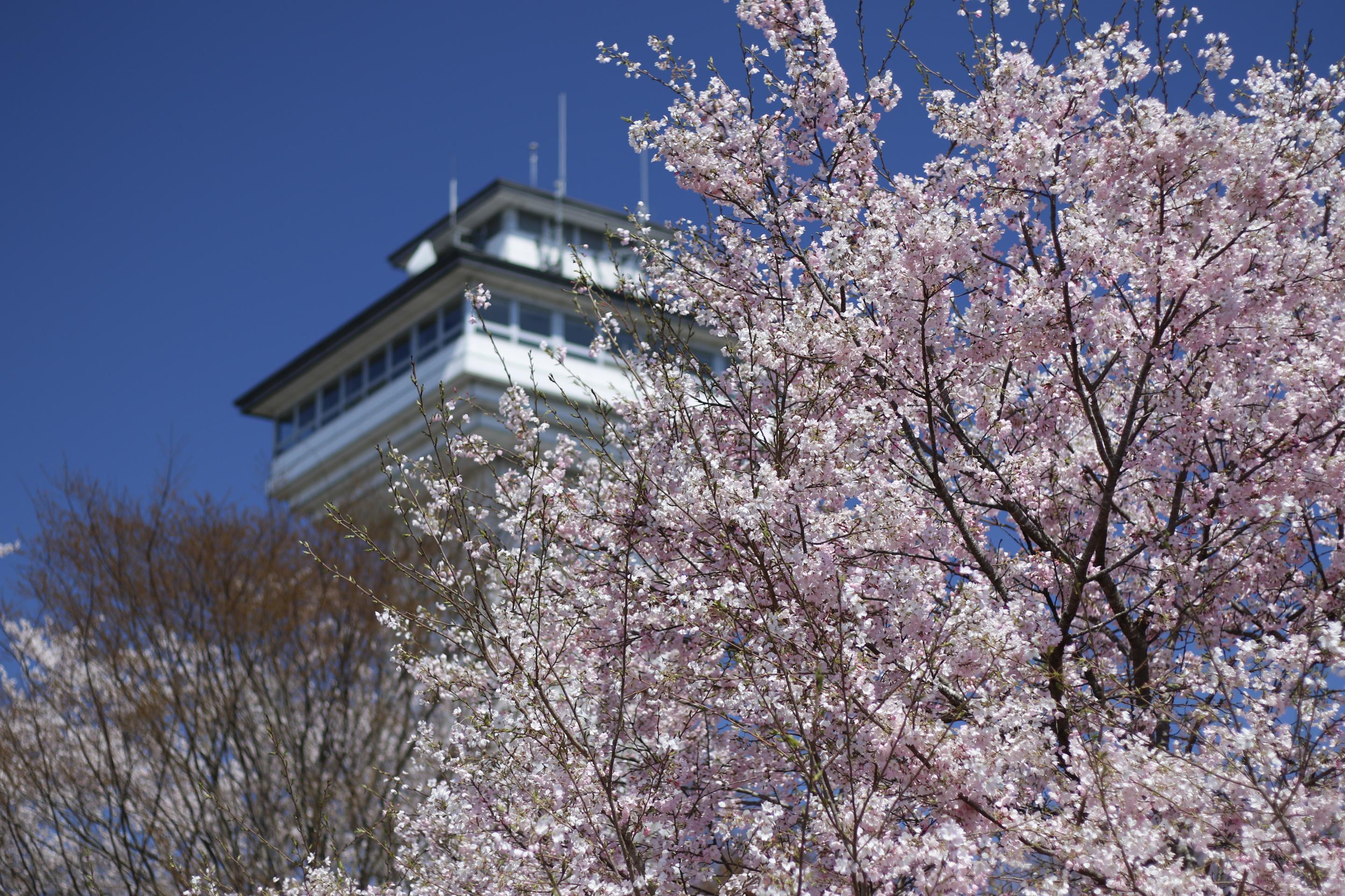 お丸山公園桜