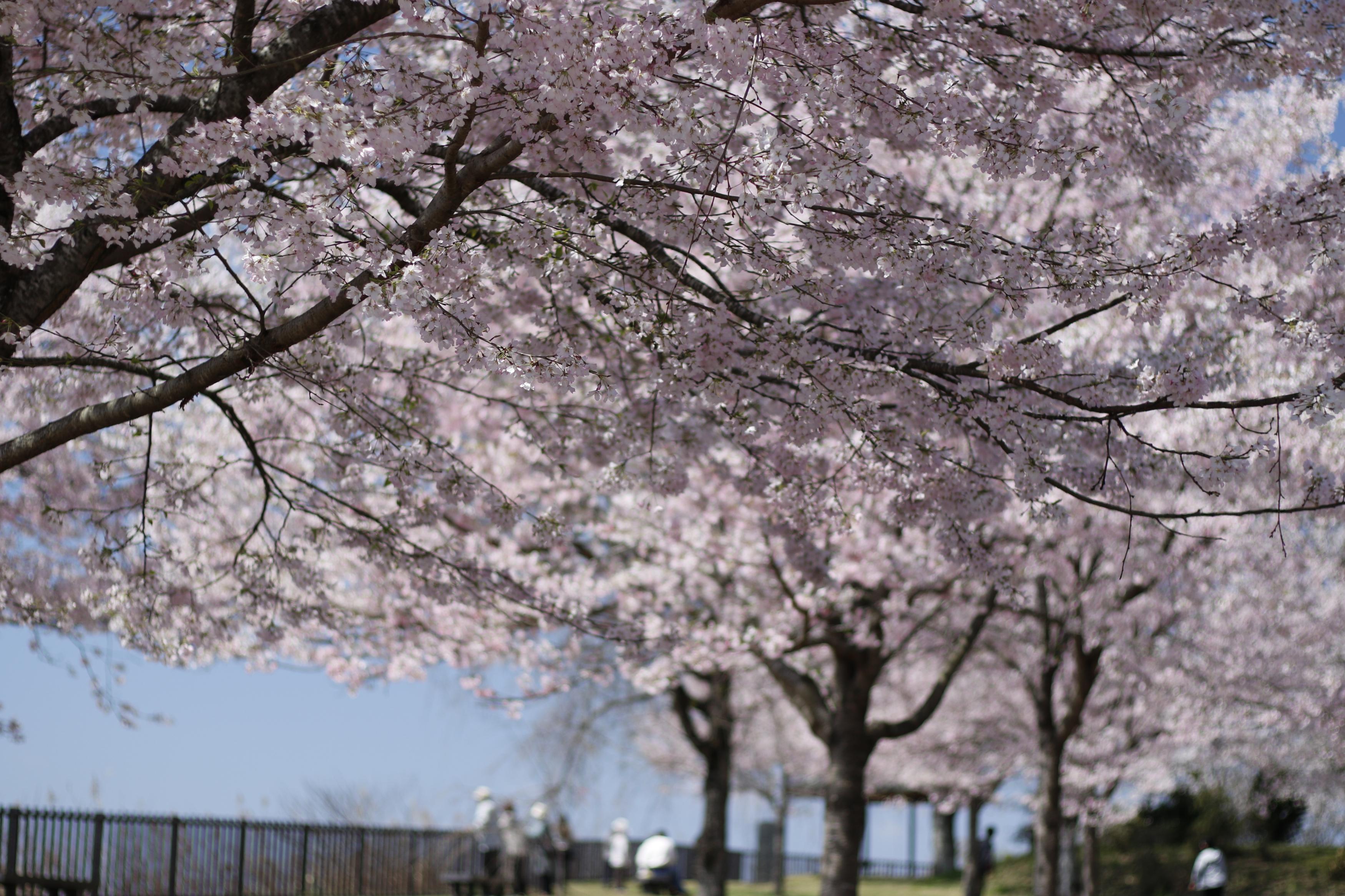 お丸山公園桜2