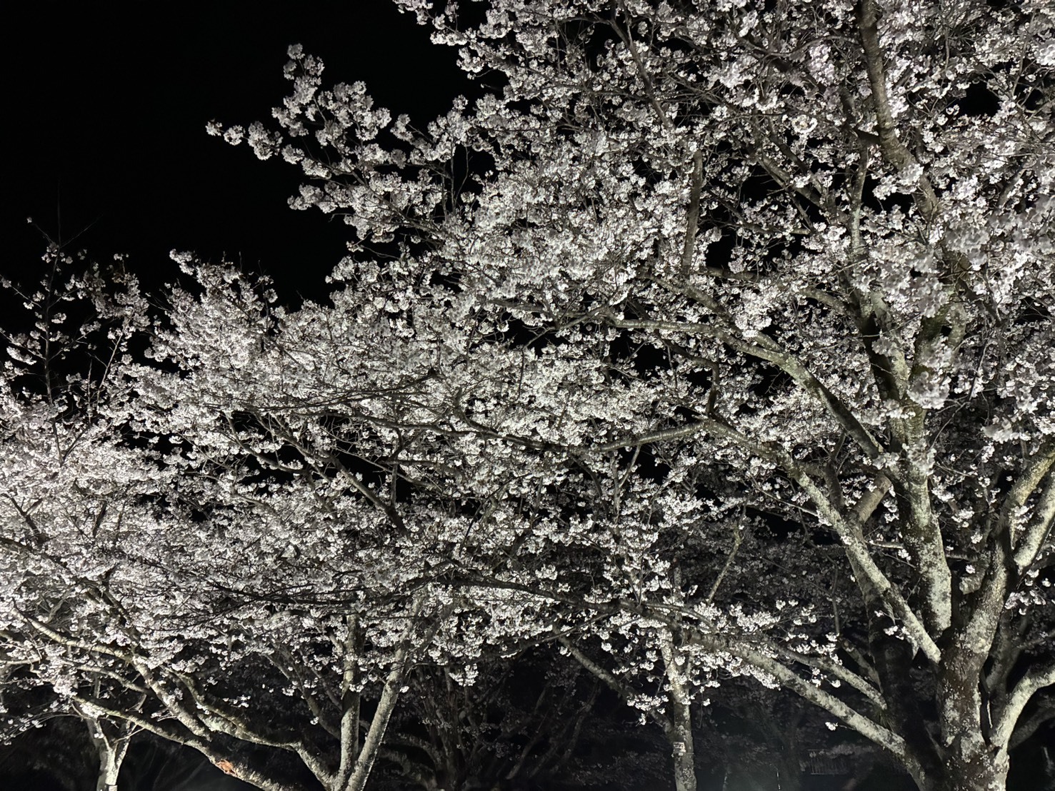 ゆうゆうパーク桜2
